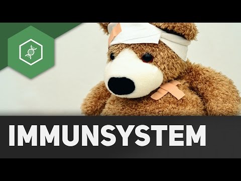 Components of the immune system - Introduction