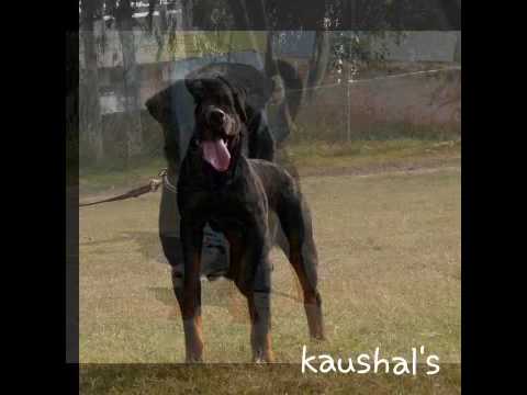 Mambo of kaushal's  ind ch son of cido vom wolf  .