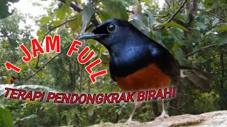 Download lagu TERAPI MURAI BATU KAWIN ||PANCINGAN AMPUH UNTUK MENAIKAN BIRAHI BURUNG MURAI mp3 Download lagu TERAPI MURAI BATU KAWIN ||PANCINGAN AMPUH UNTUK MENAIKAN BIRAHI BURUNG MURAI mp3