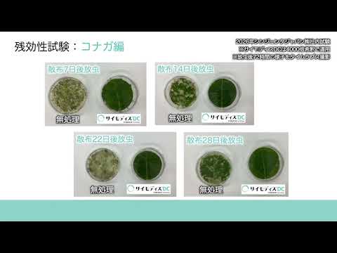 サイモディスDC｜残効性試験コナガ編