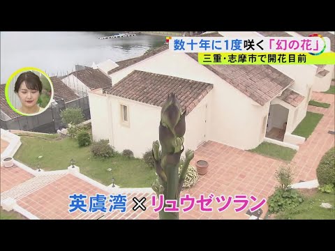 園芸 双子の花を持つリュウゼツラン