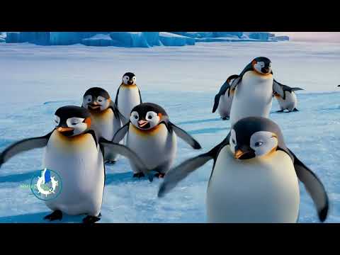 Dansul Pinguinilor - Cântece pentru copii