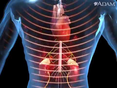 How Stress Affects the Body Animation - Function of Epinephrine and Cortisol Video