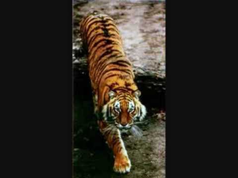 A tribute to tigers