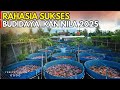 HOW TO CULTIVATE TILE FISH USING THE BIOFLOC SYSTEM FEED EFFICIENT QUICK HARVEST AND MULTIPLE