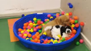 Puppy jumps into a ball pit