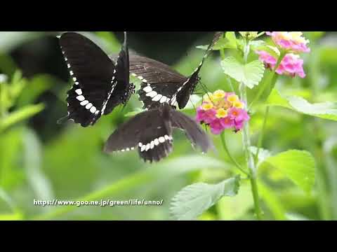 シロオビアゲハの飛翔をOM-1の240fpsで撮る