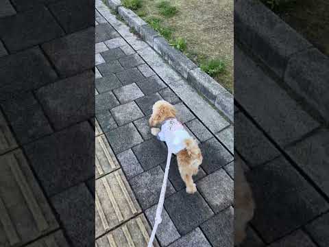 経営学科 被毛が伸びすぎてるトイプードル8ヶ月 #toypoodle #トイプードル #puppy
