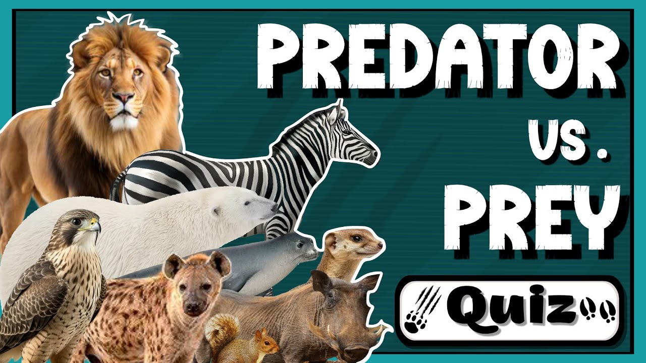 Predator vs. Prey Quiz! | Who’s Hunting Who in Nature's Wild Game?
