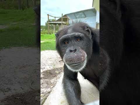 Allie relaxing on the Island! #chimpanzee #ape #eyes #sanctuary
