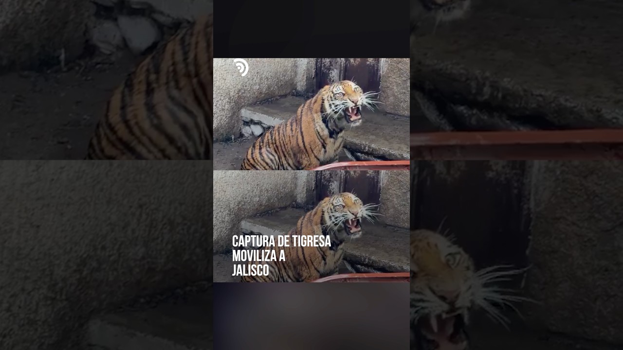Una tigresa apareció entre cultivos de Jalisco 🐅⚠️
