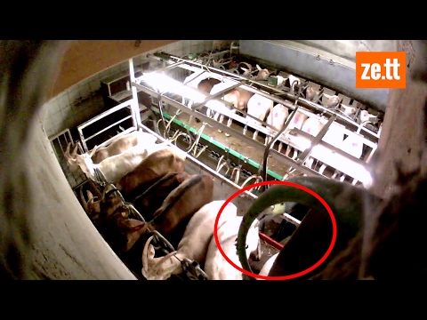 Alptraum im Bio-Hof: So werden Ziegen misshandelt