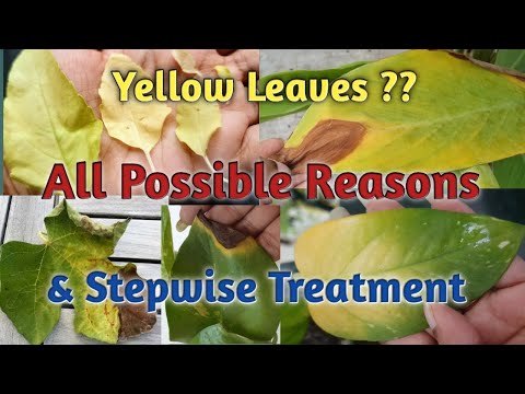 , title : 'Plants Leaves Turning Yellow-All Possible Reasons & Treatment/Yellow Leaves On Plants-Reasons & Cure