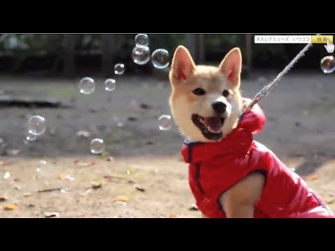 [いつも仲間と！]  #14 ペットの可愛い撮り方! [Always With Friends] #14 Kit Pictures! ([いつも仲間と！]  #14 ペットの可愛い撮り方! [Always With Friends] #14 Kit Pictures!)