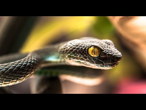 Daniel Brânzei: Chemarea înțelepciunii (2):  Educația și ispita