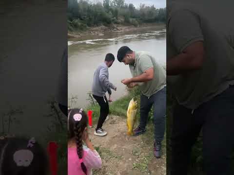 Hermozo Dorado en Carcaraña // Un Poco De Todo.