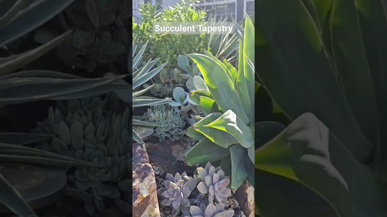 Succulent Tapestry Design #succulentlove #gardening  #succulentsforbeginners #succulentobsessed