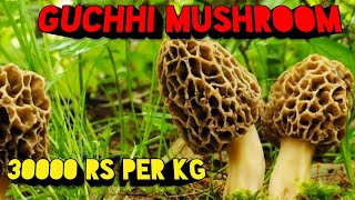 Gucchi Mushroom | Guchhi Morel Mushrooms |  Mushroom Cultivation In India | Morchella Esculenta
