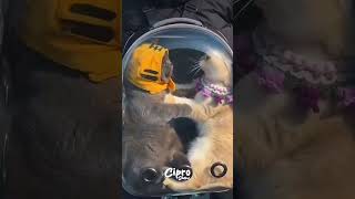 Una verdadera pelea de Gatos 😱 #viralvideo