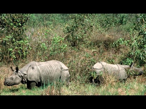 Sivasagar Nazira Rhino | Sivasagar Rhino Grazing | Goya Cover Dance Video By Rhino Crew | #Ankur Vai