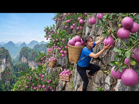 Harvesting 1,000kg of Purple Pomelos from Mountains and Transporting Them Down to the Village Market