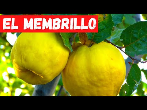 The Quince Tree. Discover everything about the Quince tree.