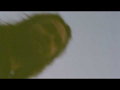 Shrimpnose & Somni - Second Spring [Official Audio]