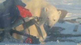 King of the Arctic: Polar Bears - Svalbard