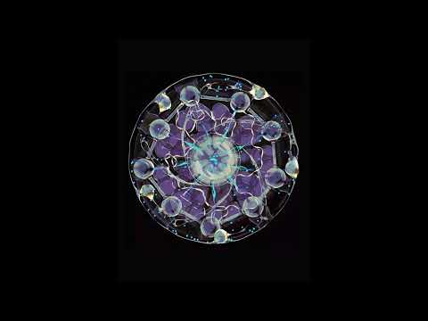 Forest on Stasys - Lotus Island