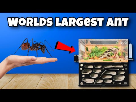 I Kept The Worlds Largest Ant as a Pet… And Most Expensive!