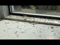 Not Ants But Termites Infesting the Home in Little Silver, NJ