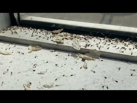 Not Ants But Termites Infesting the Home in Little Silver, NJ