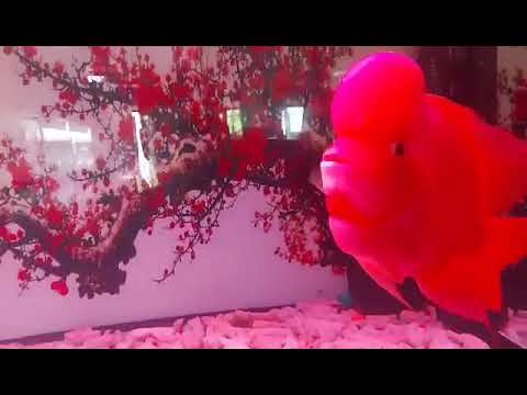 Cá La Hán Khỉ Đỏ