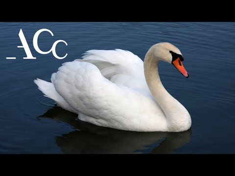AUSTRALIAN CHAMBER CHOIR The silver swan, by Orlando Gibbons