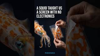 Download lagu A screen with no electronics, copied from squid skin mp3 Download lagu A screen with no electronics, copied from squid skin mp3