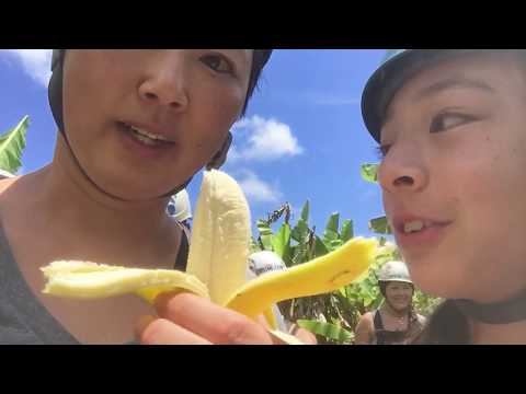 download lagu mp3 mp4 Apple Bananas In Hawaii, download lagu Apple Bananas In Hawaii gratis, unduh video klip Apple Bananas In Hawaii