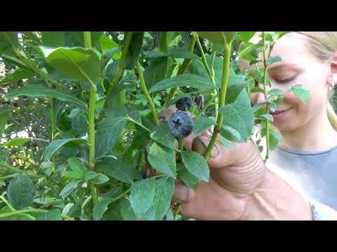 Jak i kiedy posadzić krzewy owocowe?