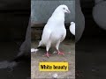White Kabootar White Pigeon Status Short Pigeon White