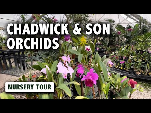 Chadwick & Son Orchids Nursery Tour | Every Cattleya Orchid Collector's Dream!