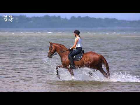 Mein Trakehner und ich: Julia Schatzmann und Ivo Golden Rouge