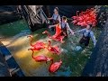 Keeping Flamingos In The Pink