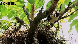 Download lagu sarang jalak suren di ranting pohon mp3 Download lagu sarang jalak suren di ranting pohon mp3