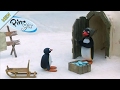 Pingu Draws A Winner Clip Pingu Official Channel