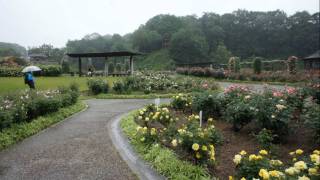 preview picture of video '20110528 「花フェスタ記念公園 」 岐阜県可児市'