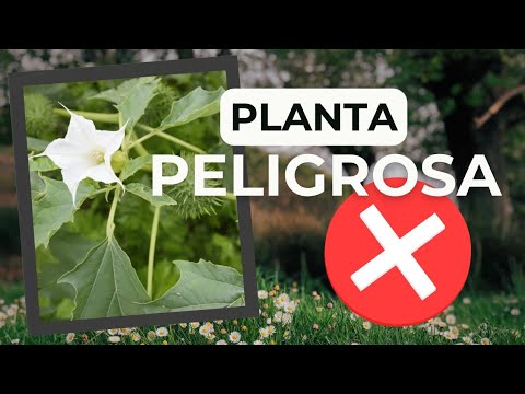 Datura stramonium: identificación, riesgos y advertencias