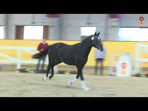 KN 37: Bon Coeur x Quaterback