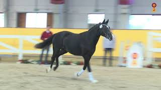 Video of ZINQ Bossi FH
