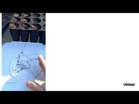 How to Plant Kangaroo Grass Seed