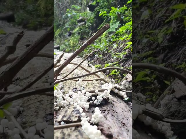 Vídeo relacionado con Lindo Topo en madriguera bajo Hongos del Bosque Camiseta