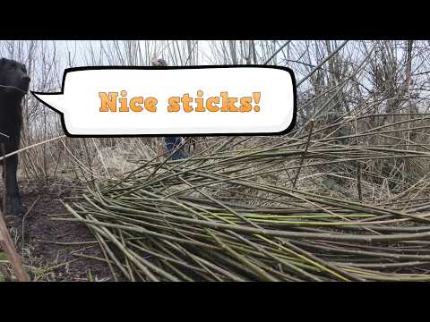 Willow Cuttings for Hedging & Firewood Watch Video - Image 2